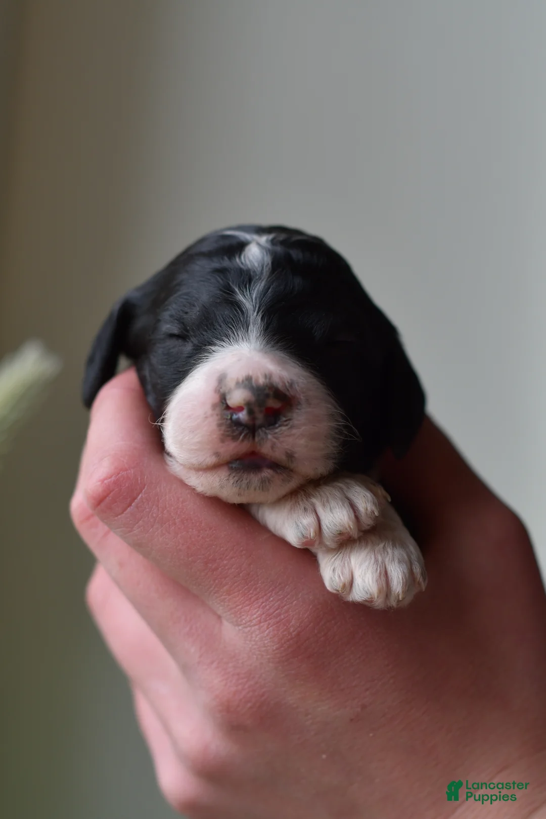 Standard Poodle dogs for sale: Standard Poodle Puppy 7 - Ad 1