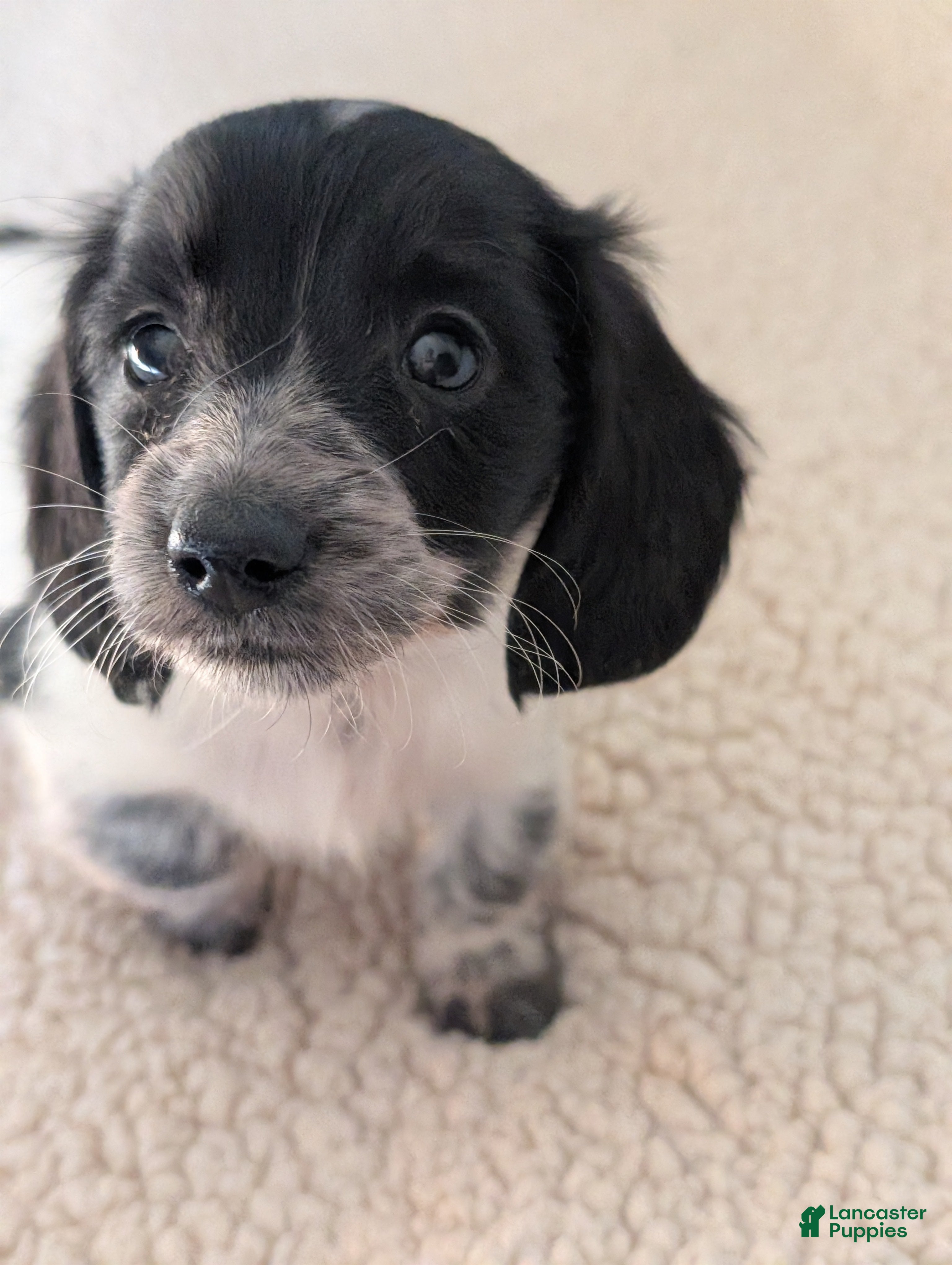 Miniature Dachshund dogs Gracie - Ad 24