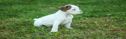 Boxer dogs for sale: Brutus - Ad 1