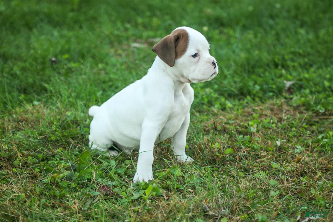 Boxer dogs for sale: Brutus - Ad 1