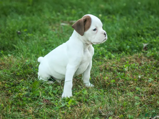 Boxer dogs Brutus - Ad 1