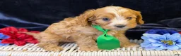 Cavapoo dogs for sale: Ripley - Ad 4