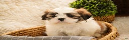 Shih Tzu dogs for sale: Bud - Ad 7