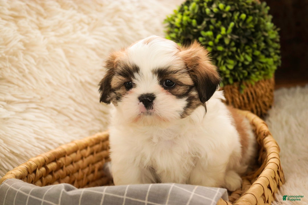 Shih Tzu dogs for sale: Bud - Ad 7