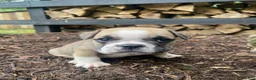 Mixed Breed dogs for sale: Bandit - Ad 7