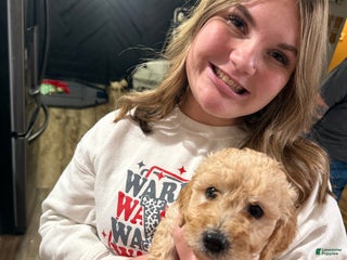 Mini Goldendoodle dogs - Ad 23