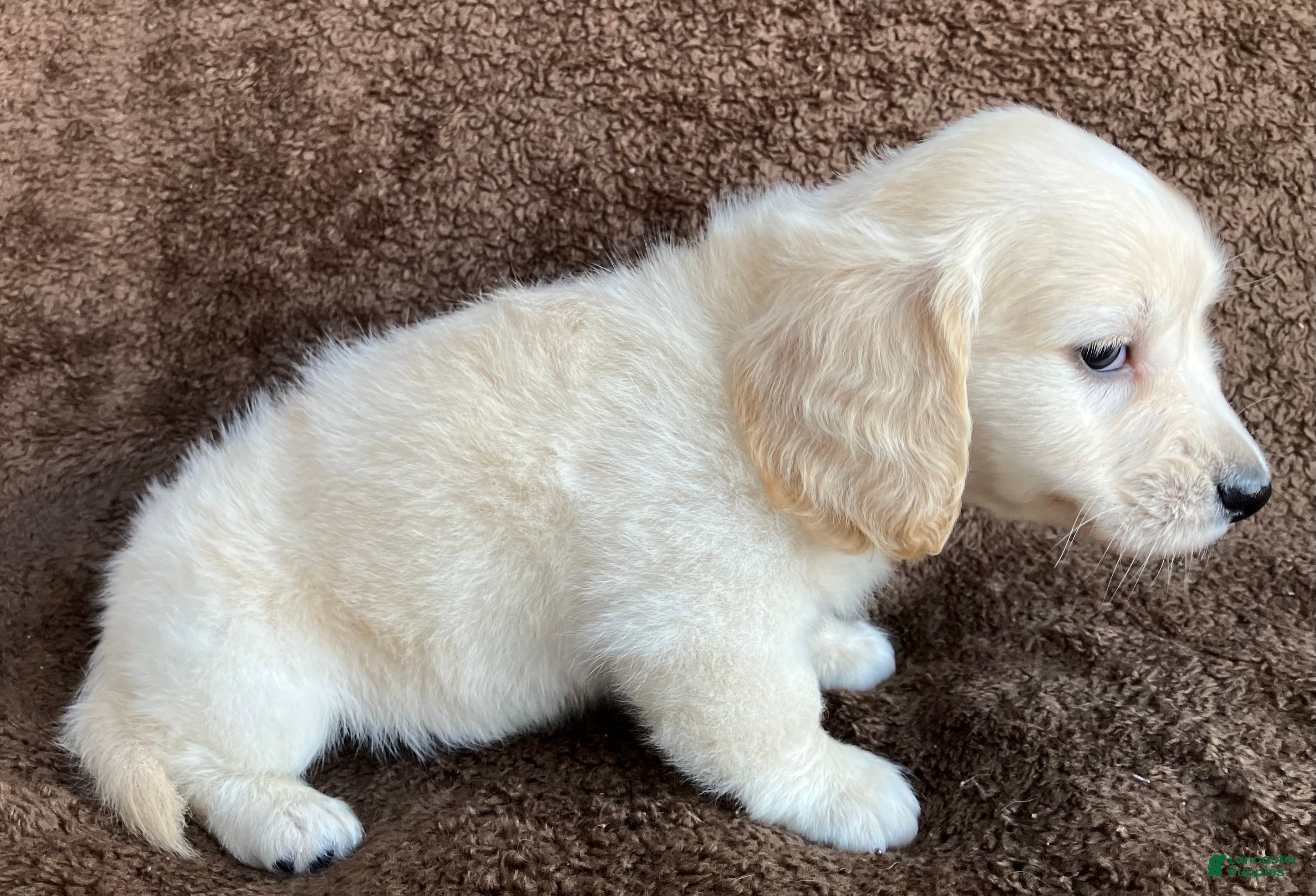 Miniature Dachshund dogs Peaches of Sugarplum Valley - Ad 2