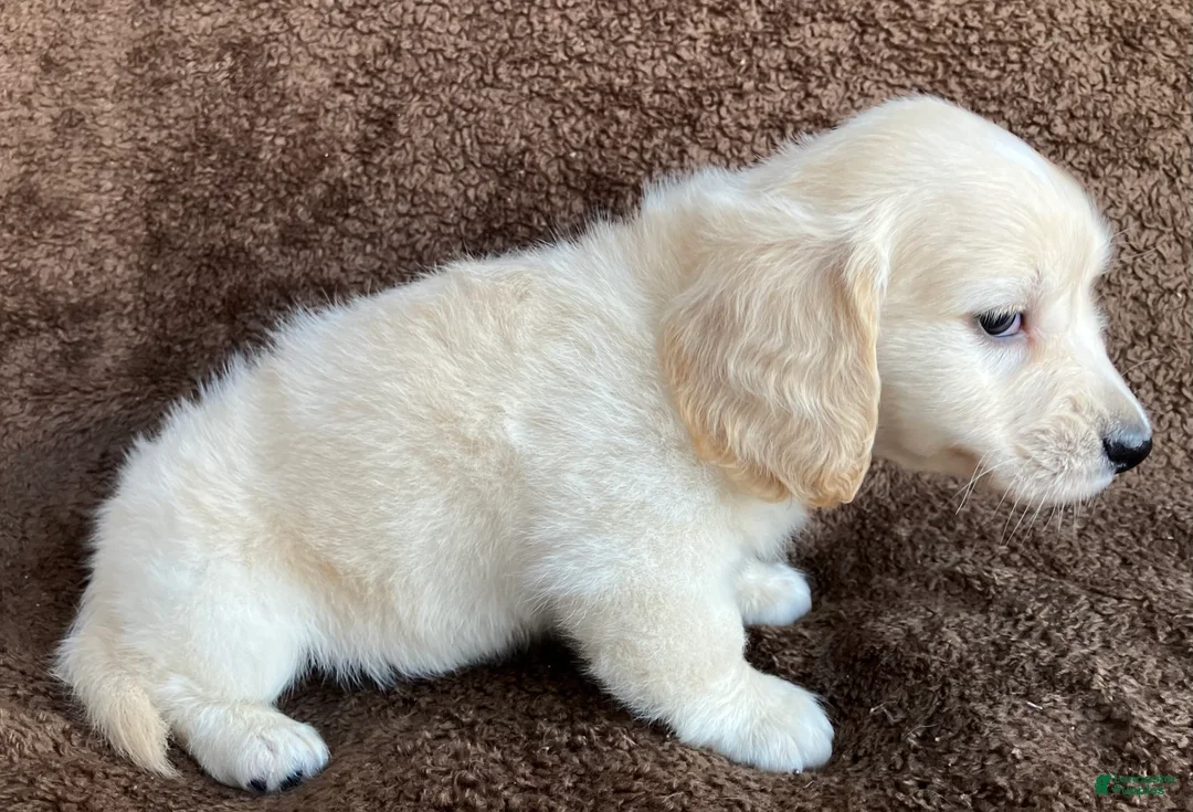 Miniature Dachshund dogs for sale: Peaches of Sugarplum Valley - Ad 2