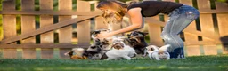 Chihuahua dogs for sale: AKC Chihuahua - Ad 7
