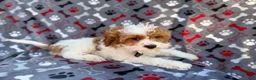 Cavapoo dogs for sale: Twix - Ad 5