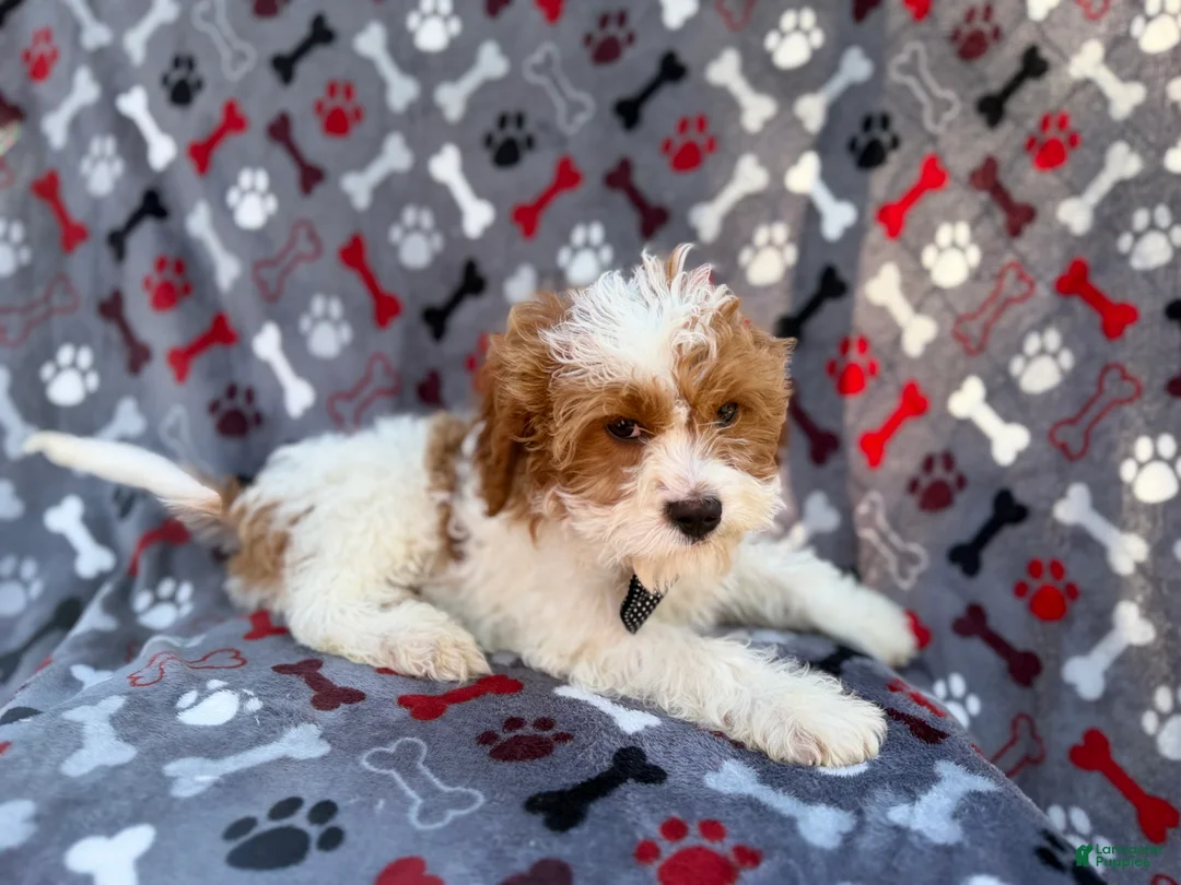 Cavapoo dogs for sale: Twix - Ad 5