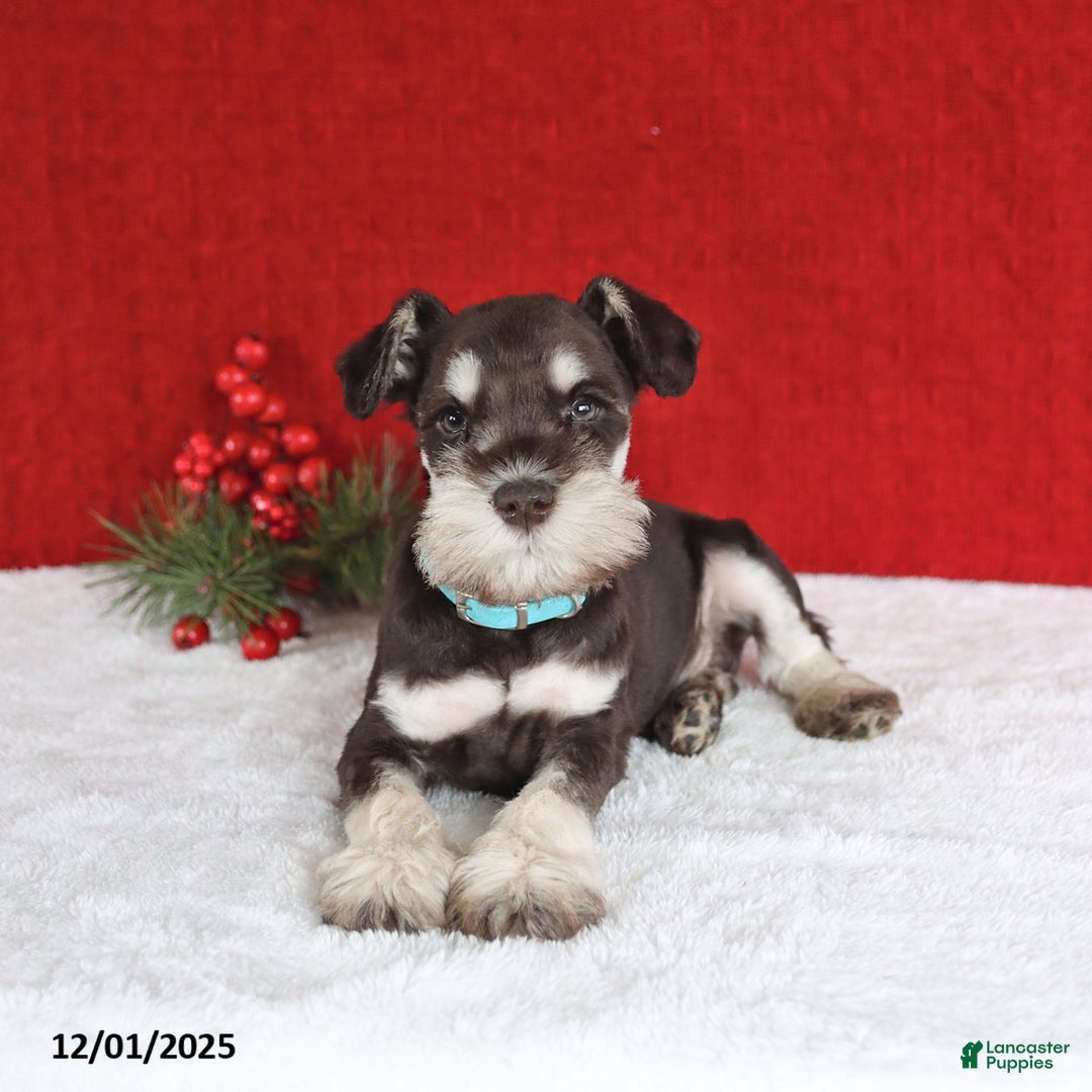 Miniature Schnauzer dogs for sale: Buster - Ad 4