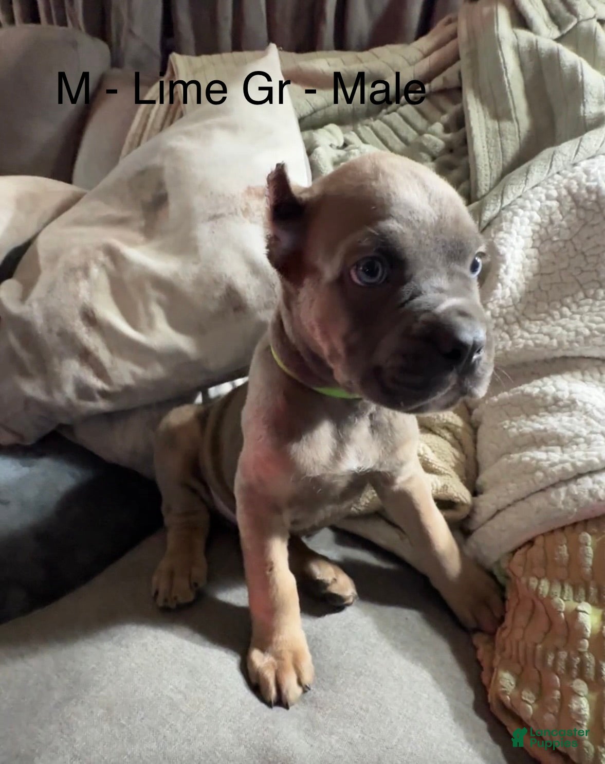 Cane Corso dogs Lime Green - Ad 30