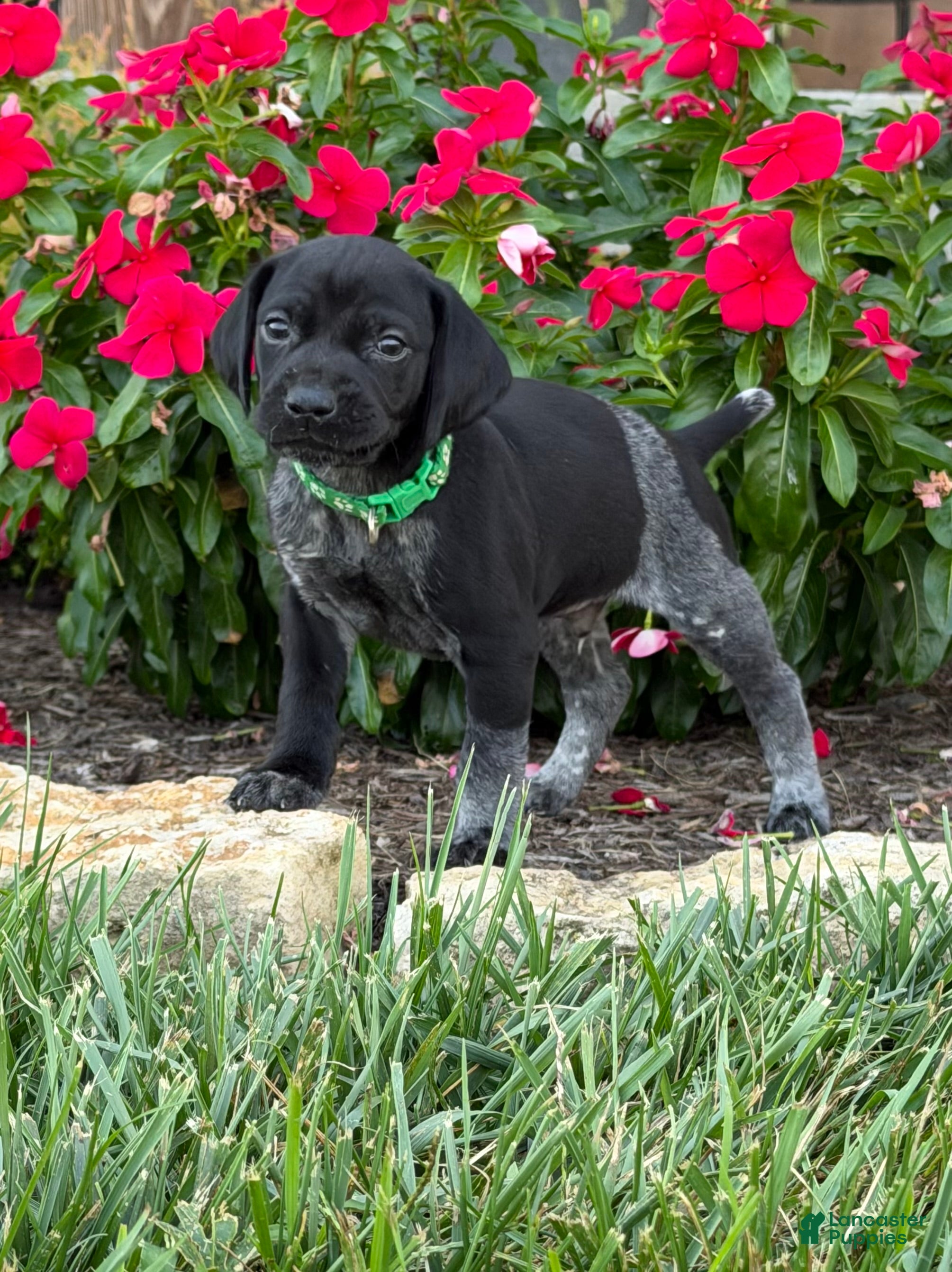 German Shorthaired Pointer dogs German Shorthaired Pointer 5 - Ad 4