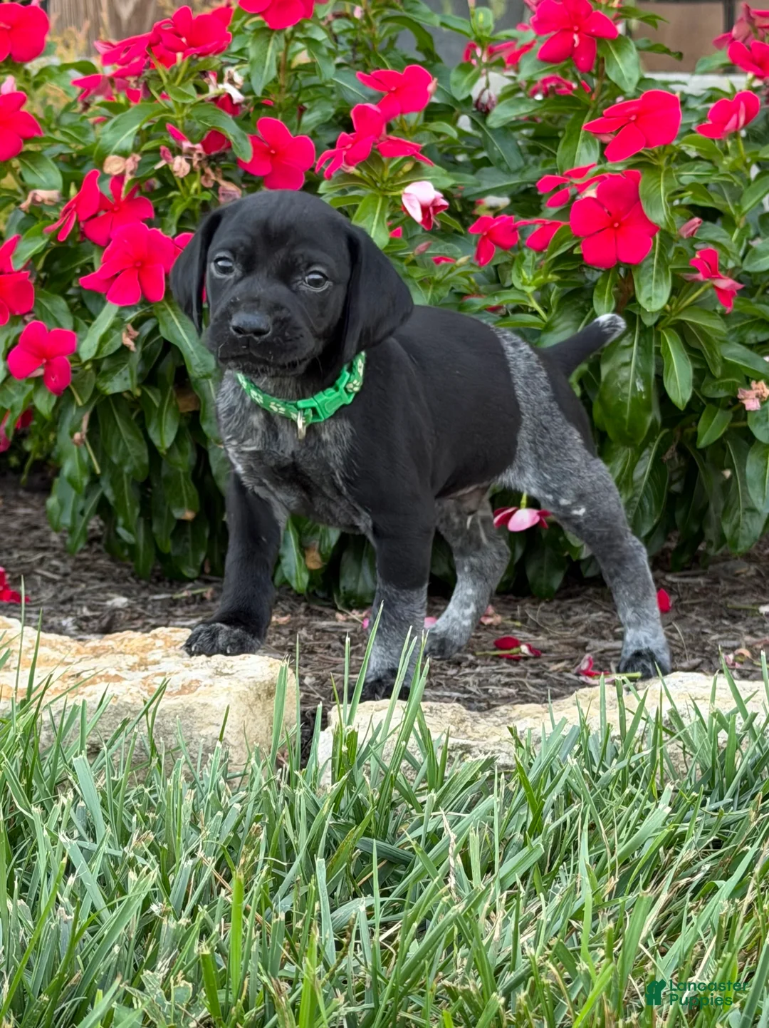 German Shorthaired Pointer dogs for sale: German Shorthaired Pointer 5 - Ad 1