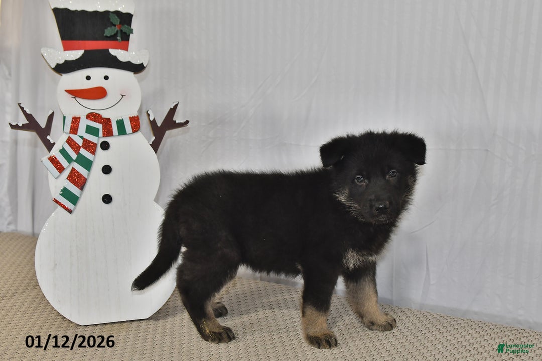 German Shepherd dogs for sale: Melody - Ad 3