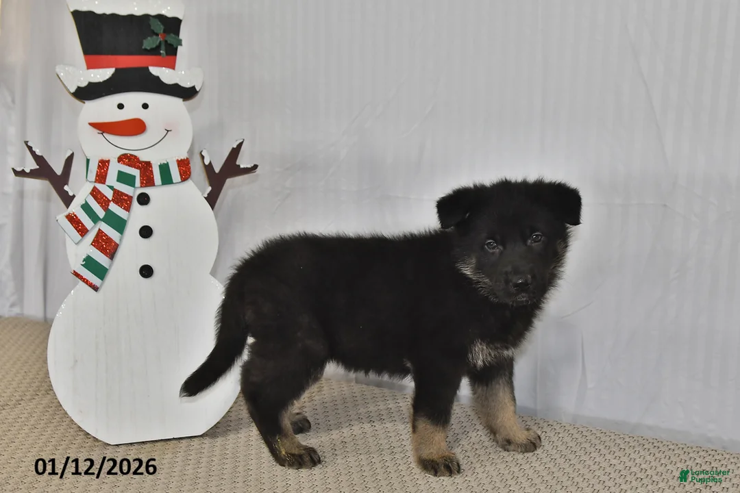 German Shepherd dogs for sale: Melody - Ad 14