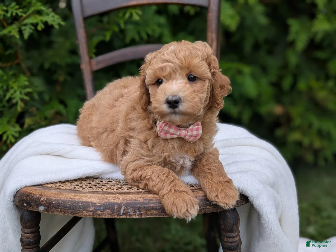 Mini Goldendoodle dogs for sale: Lucy - Ad 2