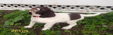 Zeus
