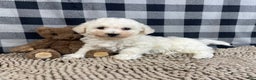 Bichon Frise dogs for sale: Bernie - Ad 6