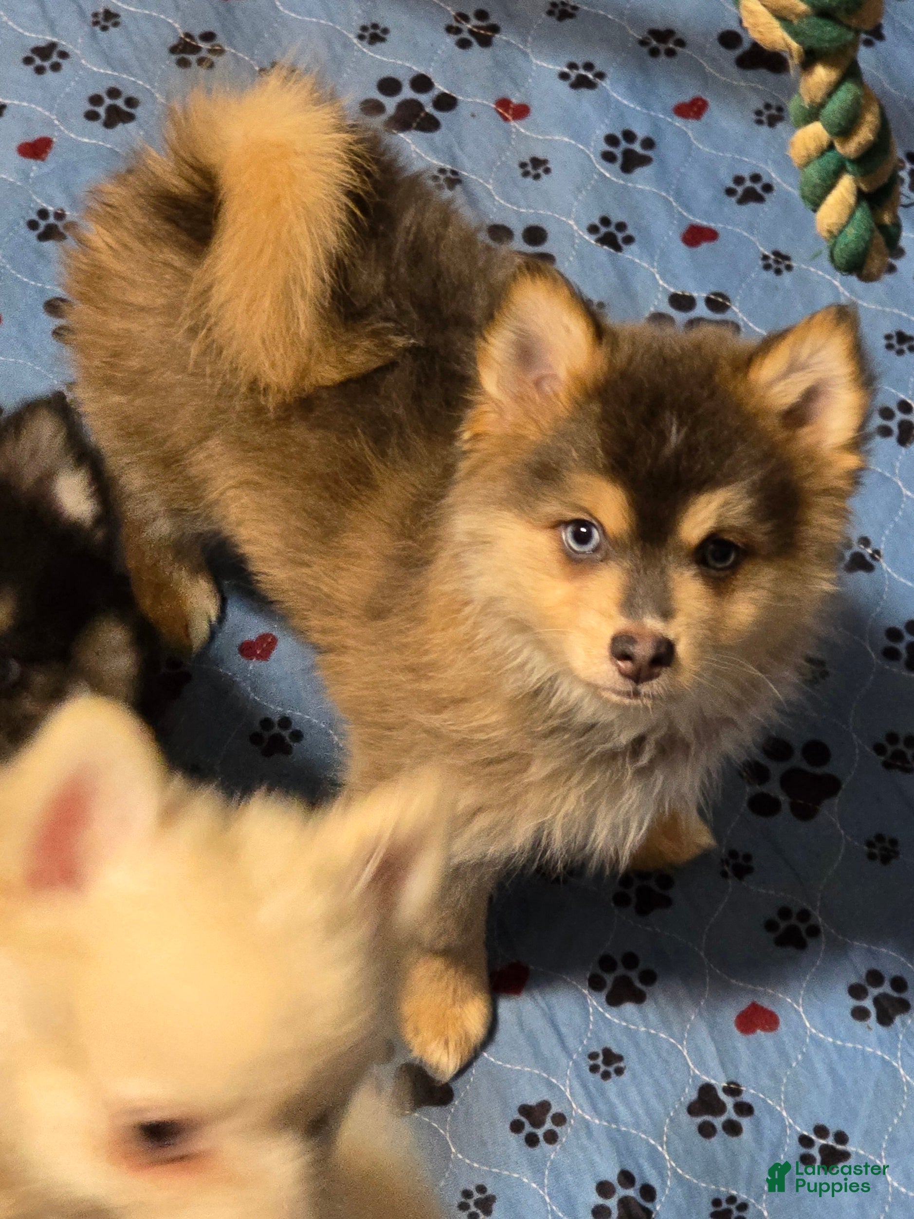 Pomsky dogs Blue boy - Ad 1