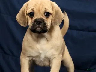 Puggle dogs for sale: Carla - Ad 1