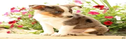 Miniature Australian Shepherd dogs for sale: Bingo - Ad 9