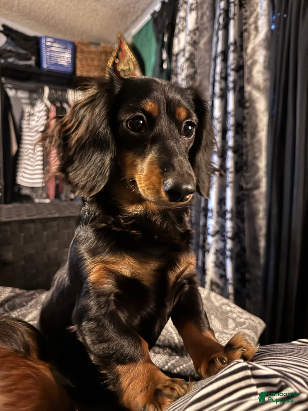 Chiweenie dogs for sale: Mocha  - Ad 3