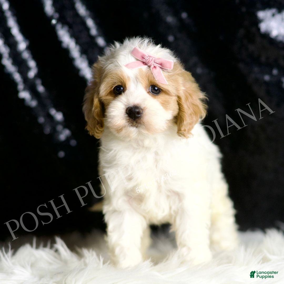 Cavapoo dogs for sale: Brioche - Ad 1