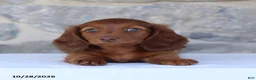 Dachshund dogs for sale: Tony - Ad 3