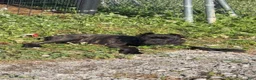 Cane Corso dogs for sale: Yellow  - Ad 3