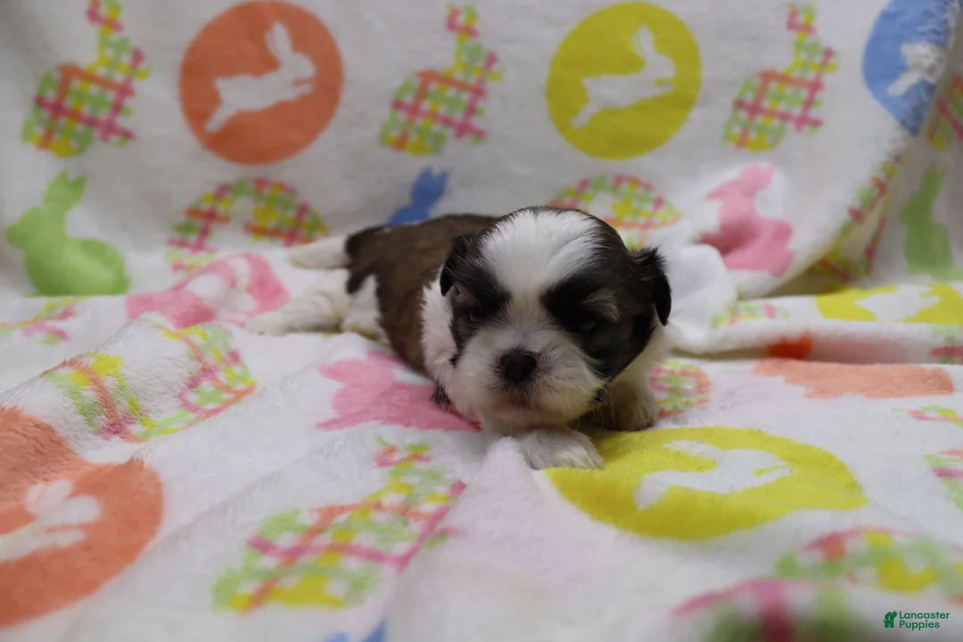 Shih Tzu dogs for sale: Jackie - Ad 2