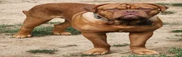 Mixed Breed dogs for sale: Zara - Ad 15