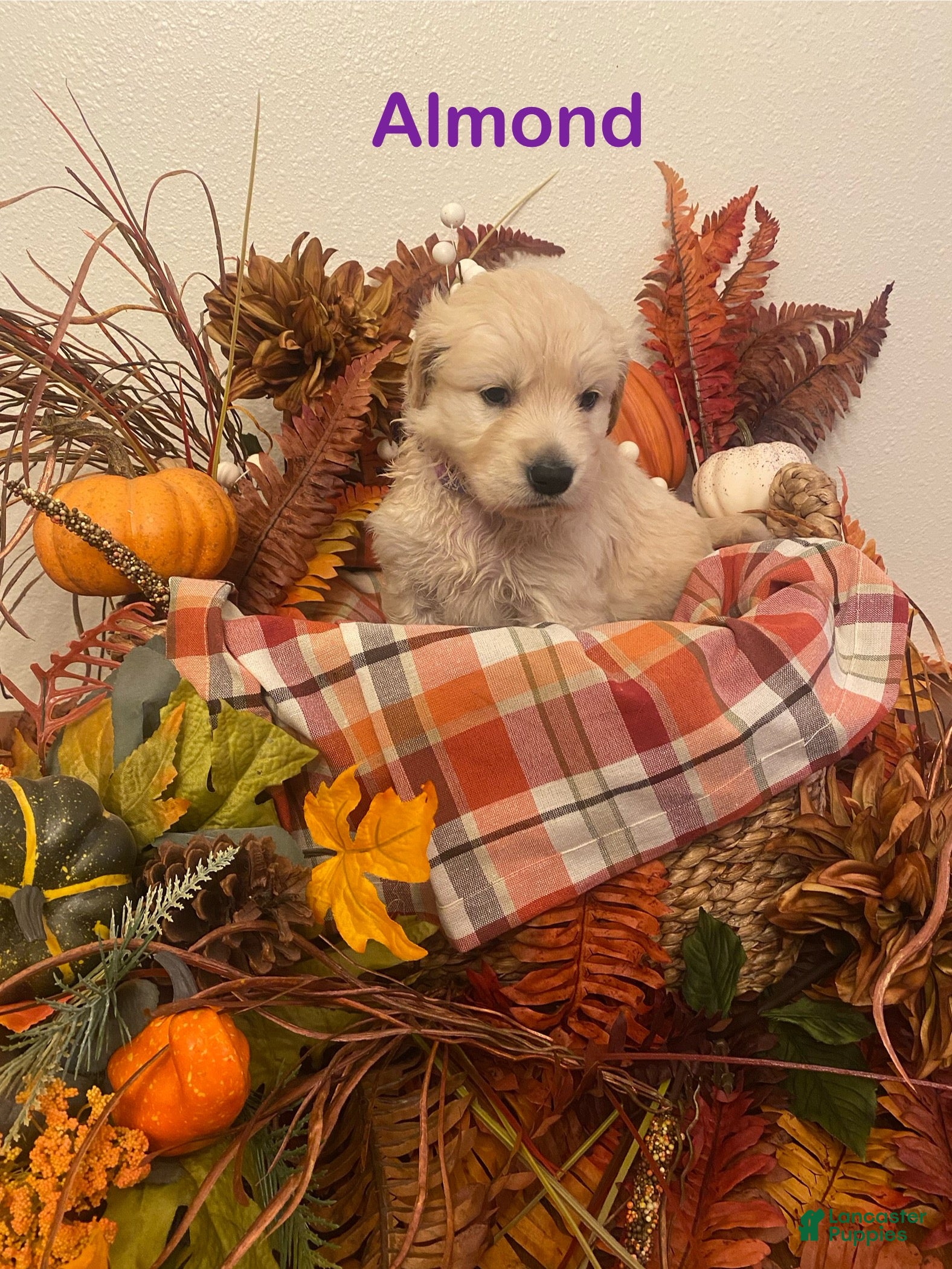 Golden Retriever dogs Almond - Ad 12