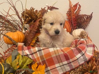 Golden Retriever dogs Almond - Ad 2