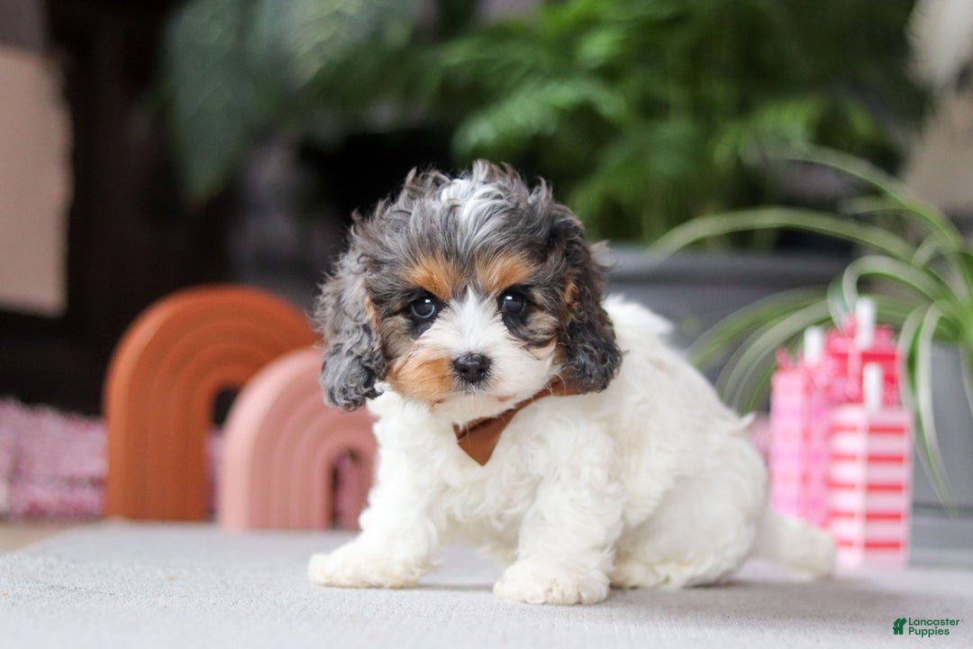 Cavapoo dogs for sale: Ranger - Ad 3