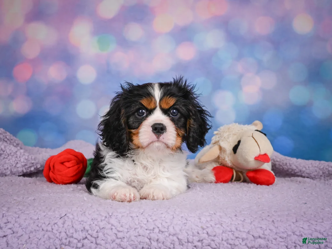Cavalier King Charles Spaniel dogs for sale: Abel - Ad 2