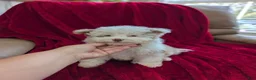 Pomapoo dogs for sale: Barker - Ad 6