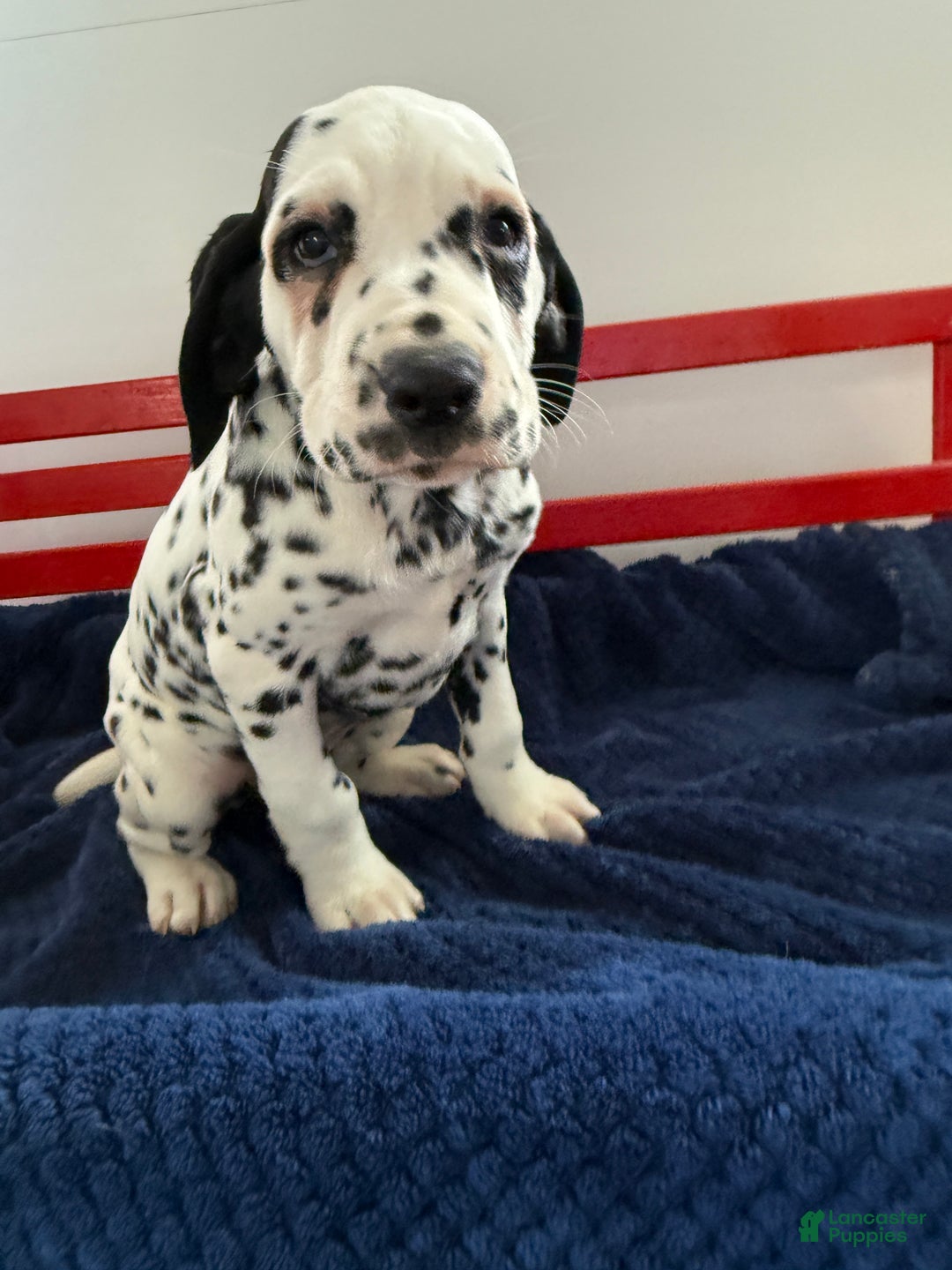 Dalmatian dogs for sale: Talia - Ad 1