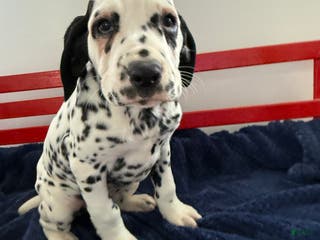 Dalmatian dogs Talia - Ad 42