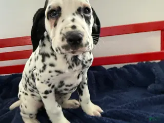 Dalmatian dogs Talia - Ad 4