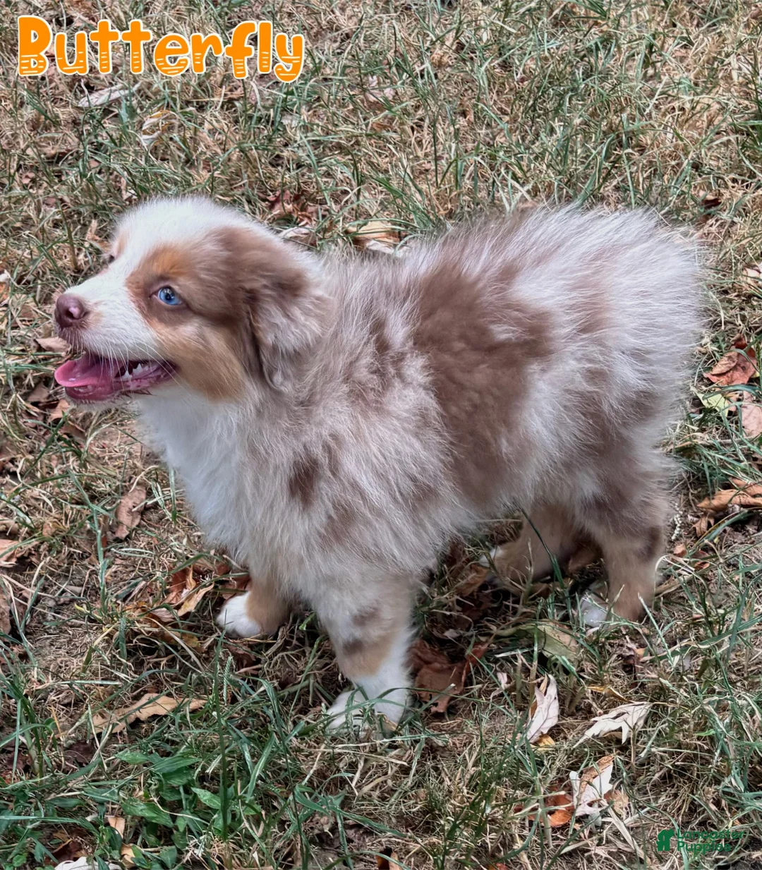 Australian Shepherd dogs for sale: Butterfly - Ad 1