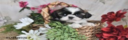 Shih Tzu dogs for sale: Beauty - Ad 5