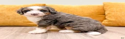 Mini Bernedoodle dogs for sale: Rocket - Ad 6