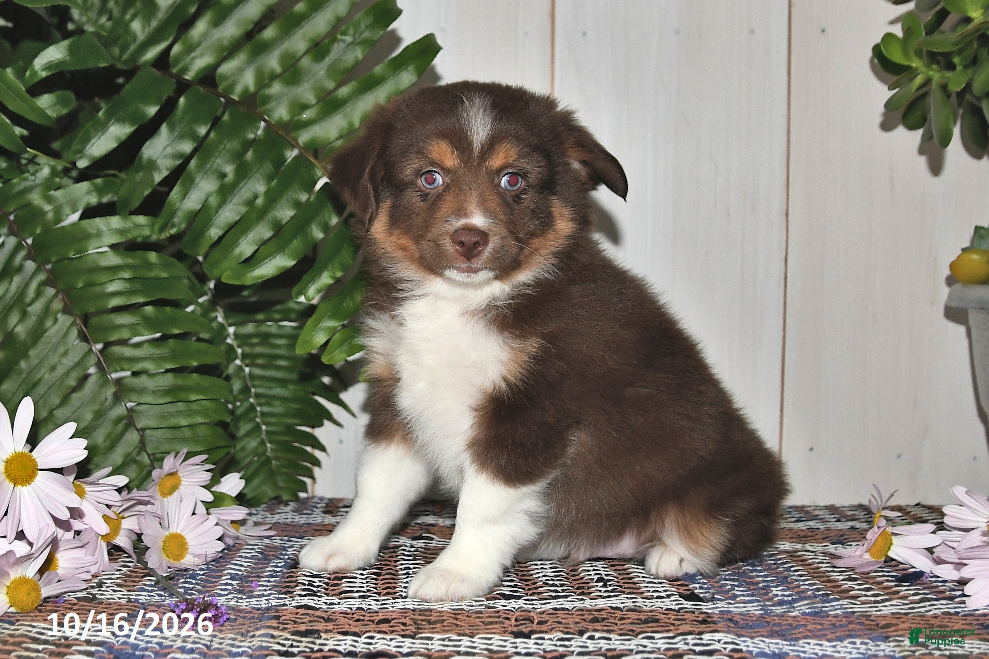 Miniature Australian Shepherd dogs Henry - Ad 2