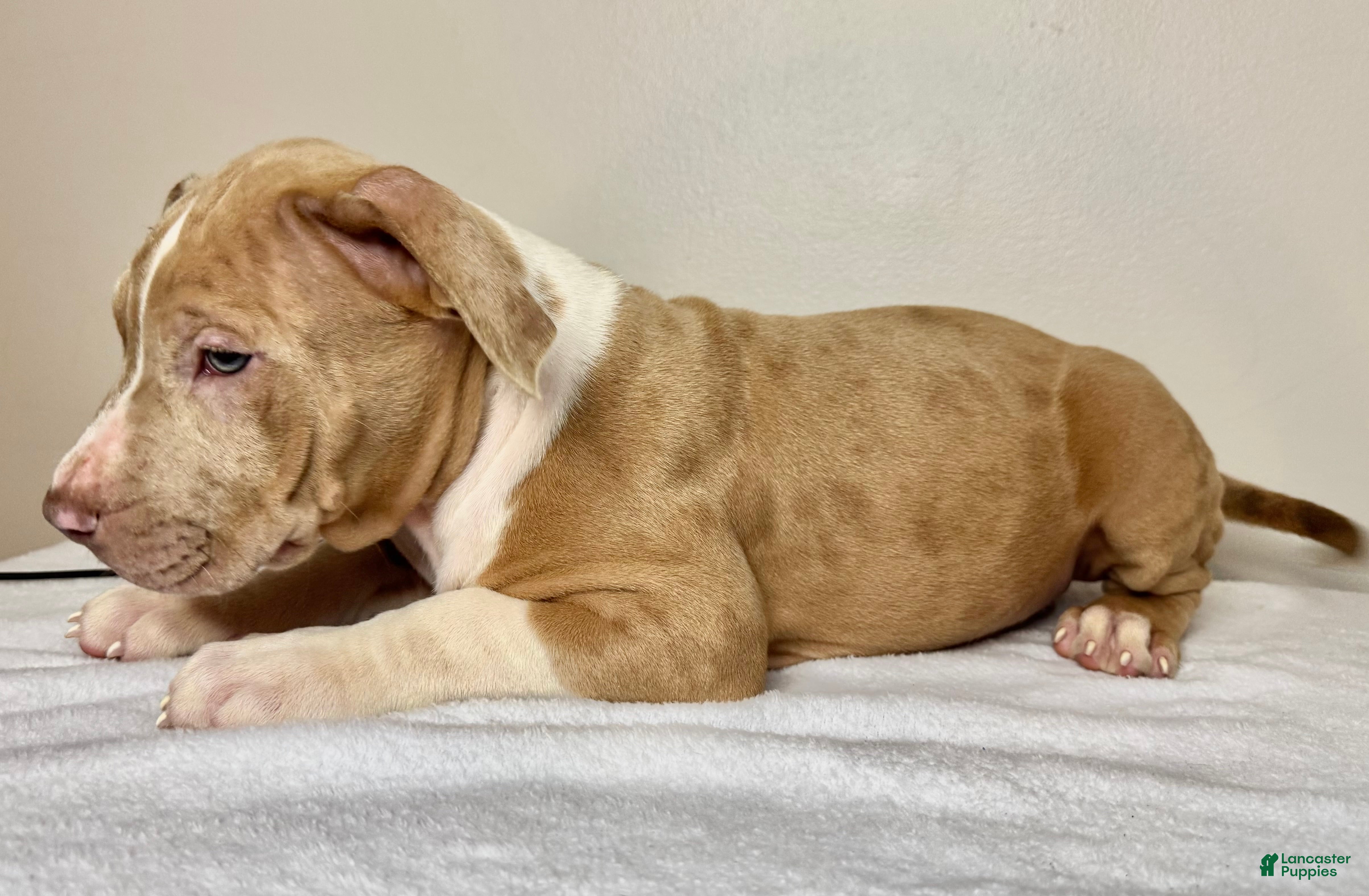 American Bully dogs American Bully Puppy 5 - Ad 12
