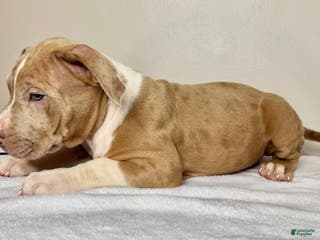 American Bully dogs American Bully Puppy 5 - Ad 28