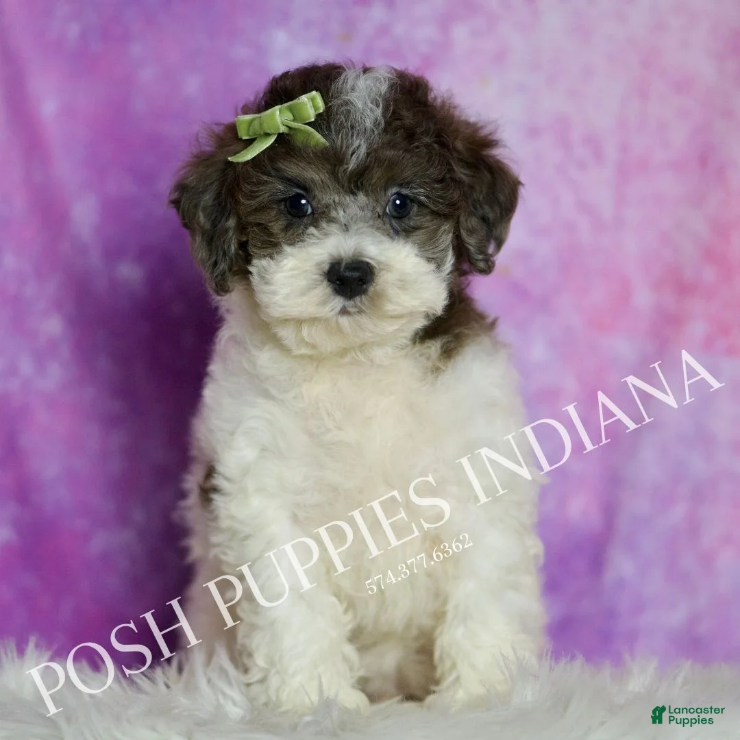 Standard Poodle dogs for sale: Nico - Ad 1