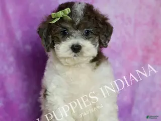 Standard Poodle dogs Nico - Ad 18