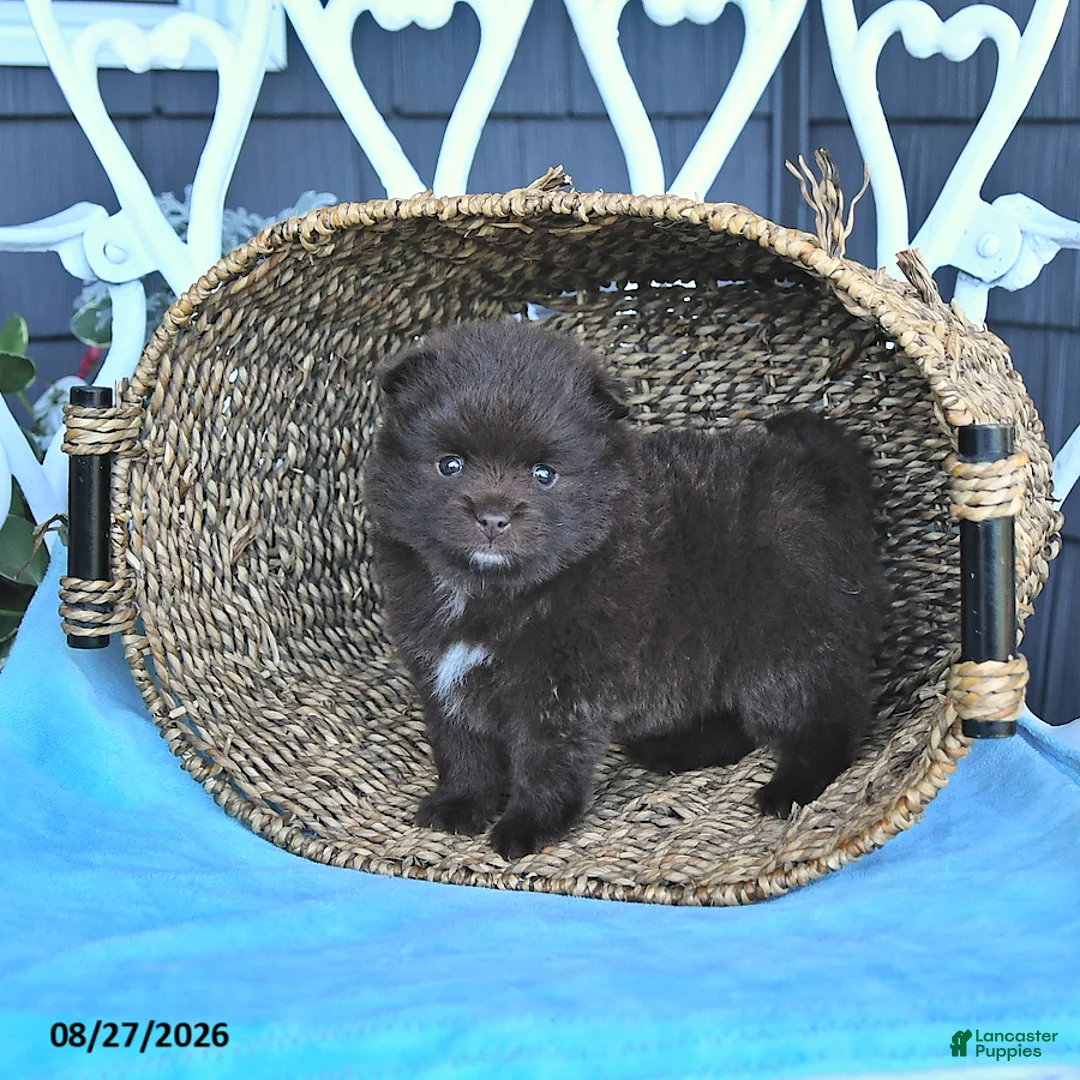 Pomeranian dogs for sale: Atlas - Ad 1